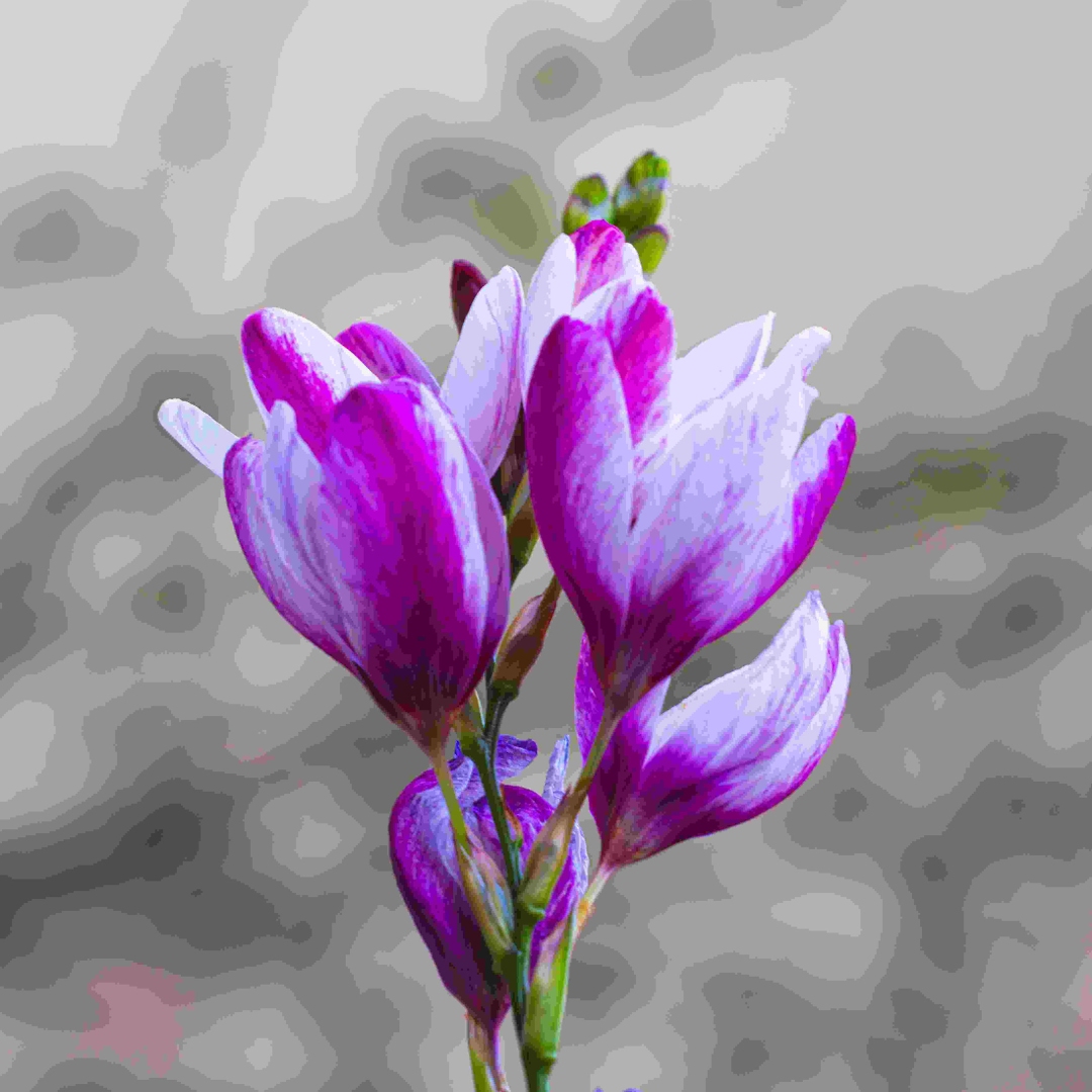 Freesia