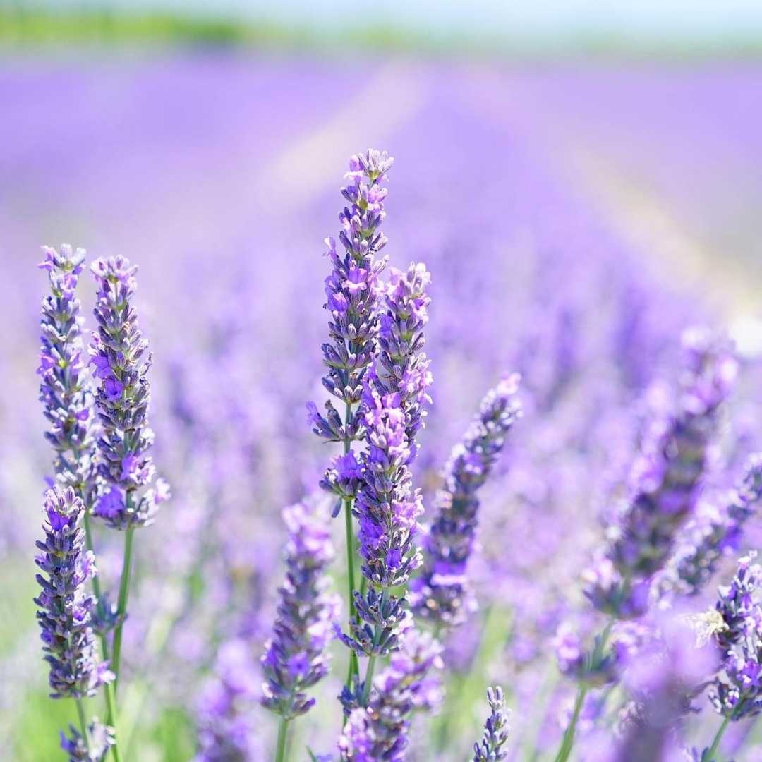 Lavender
