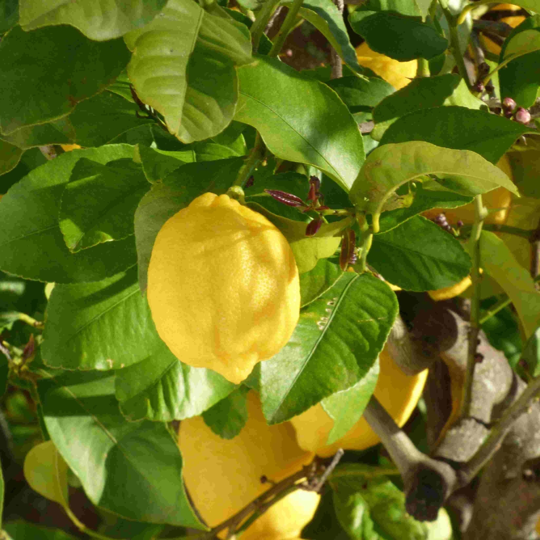 Lemon