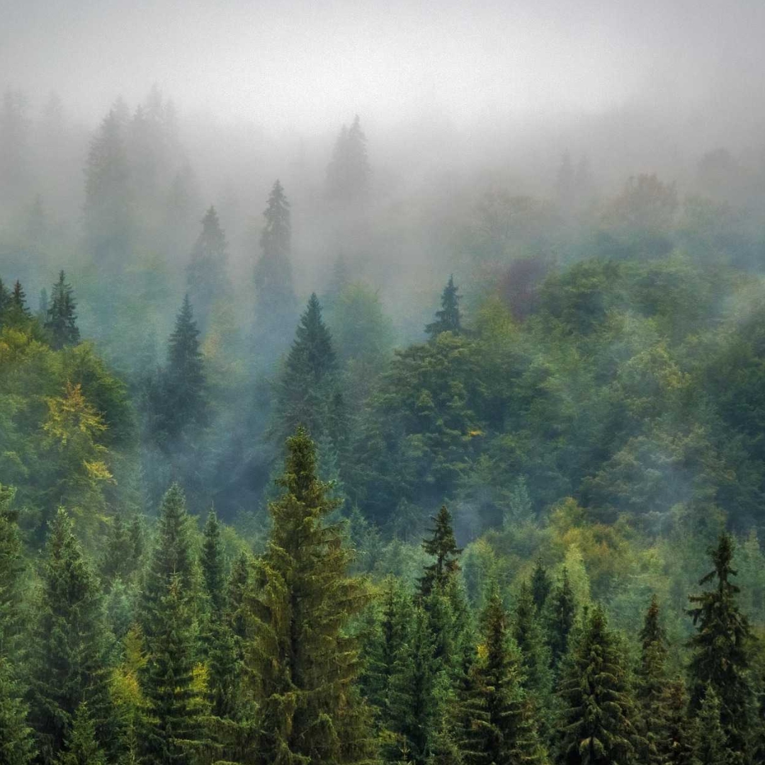 Pine